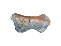 Stegosaur? Metacarpal, El Mers Formation