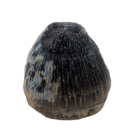 Brachychampsa Tooth, Hell Creek