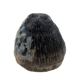 Brachychampsa Tooth, Hell Creek