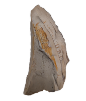 Partial Tyrannosaur Tooth