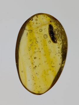 Insects in Amber from the Dominican Republic, 25 Million Years Old