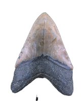 Megalodon Tooth