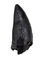 Tyrannosaur Tooth, Two Medicine Formation