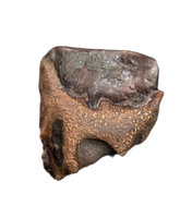 Triceratops Tooth
