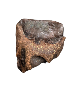Triceratops Tooth