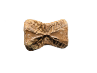 Pachycephalosaurus Vertebra