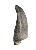 Huge Camarasaurus Tooth from the Morrison Formation