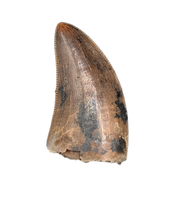 Nanotyrannus Tooth
