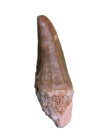 Mosasaurus Tooth