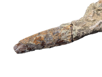 Diplodocid (Sauropod) Tooth, El Mers Formation