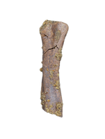 Partial Dinosaur Limb Bone