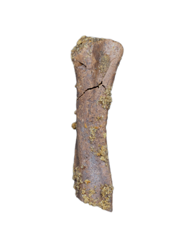 Partial Dinosaur Limb Bone
