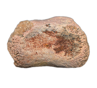 Theropod (Spinosaurus?) Tail Vertebra, Kem Kem