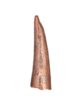Pterosaur tooth, Morocco