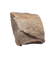 Deinonychus Claw Section, Cloverly Formation