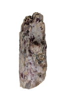 Edaphosaurus Sail Section, Permian