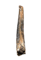 Eococharia Tooth, Elrhaz Formation