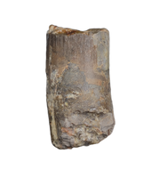 Diplodocus Tooth