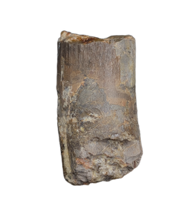 Diplodocus Tooth