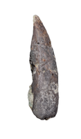 Partial Tyrannosaur Tooth, Two Medicine Formation.