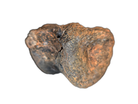 Stegosaurus Caudal Vertebrae, Morrison Formation