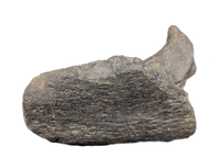 Hypacrosaurus Jaw Section, Two Medicine Formation