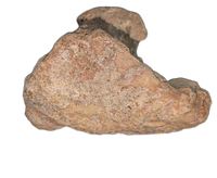 Camarasaurus Astralagus