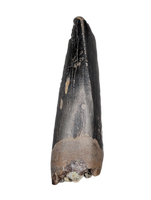 Nanotyrannus Tooth,  Hell Creek Formation