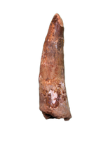 Spinosaurus Tooth