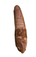 Spinosaurus Tooth