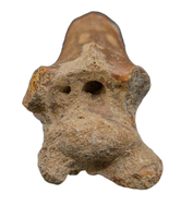 Azhdarcho (Pterosaur) Cervical Vertebra