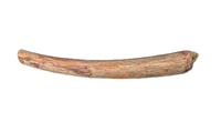 Huge Pterosaur (Ornithocheirid Tooth, Elrhaz Formation