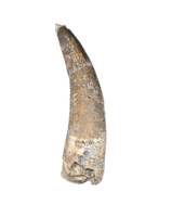 Suchomimus Tooth with Some Visible Serrations