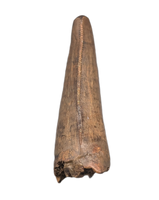 Tyrannosaur Tooth, Judith River Formation