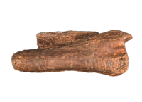 Struthiomimus Tail Vertebra, Hell Creek