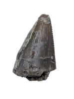 Allosaurus Tooth,  Morrison Formation