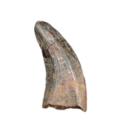 Nanotyrannus Tooth