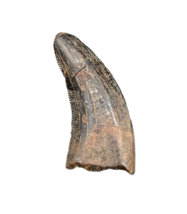 Nanotyrannus Tooth