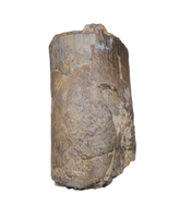 Diplodocus Tooth