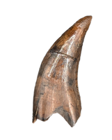 Dakotaraptor Tooth from the Hell Creek Formation