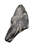 Archaic Whale Tooth (Agorophius?), 29-30 Million Years Old