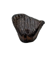 Thescelosaurus Tooth from the Hell Creek Formation