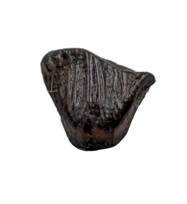 Thescelosaurus Tooth from the Hell Creek Formation