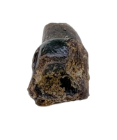 Mammal Tooth, Hell Creek Formation
