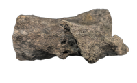 Apatosaurus Tail Vertebra, Morrison Formation