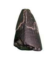 Sarcosuchus Tooth, Giant Crocodile, Niger