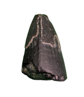 Sarcosuchus Tooth, Giant Crocodile, Niger
