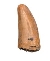 Theropod Tooth from the Mid Jurassic, Madagascar