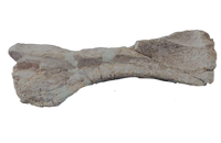 Stegosaur Humerus, El Mers Formation