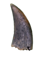 Actual Dromaeosaur (Raptor) Tooth From Kem Kem